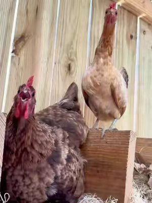 TikTok post by @thecluckingcoopers for Spreetail. Caption reads: [...] #ChickenCoop #ChickenTips @Spreetail.