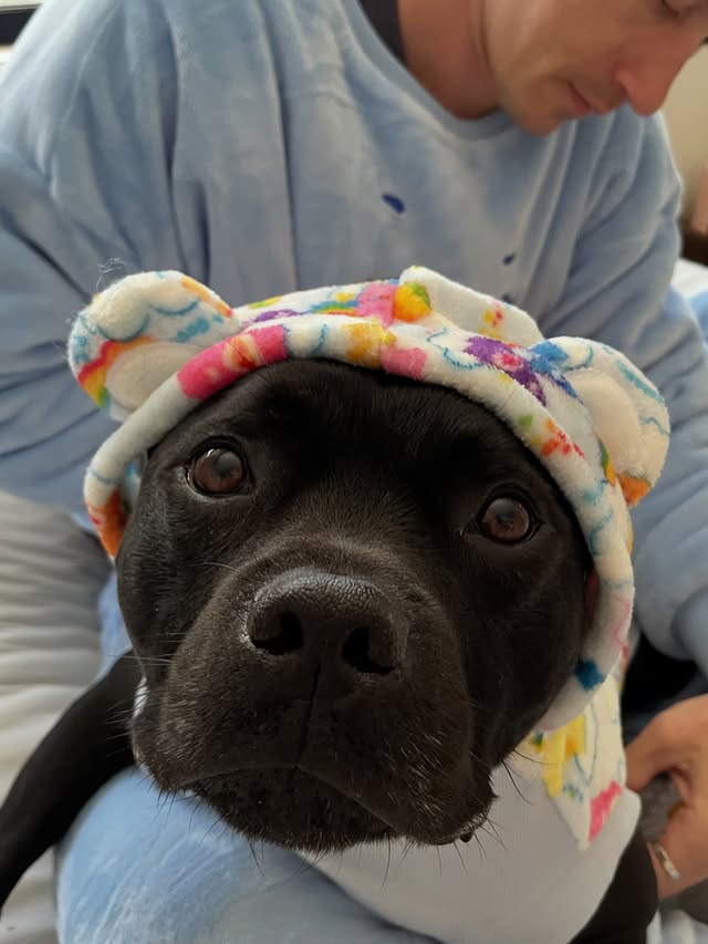 Instagram post by @vegemite.staffy for The Oodie. Caption reads: The only thing softer than my ears is this....
