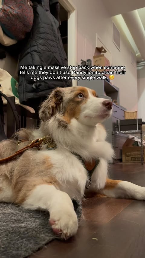 Instagram post by @wigglebuttbutters for Dandylion. Caption reads: [...] people who aren’t sure how to use the....