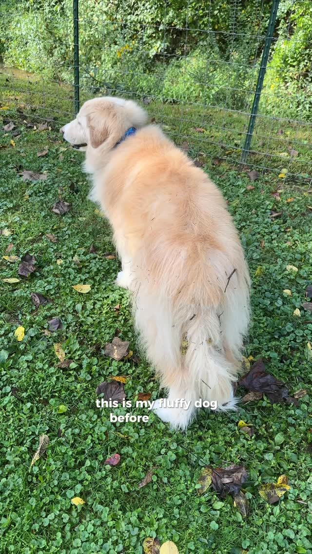 Instagram post by an influencer for FUR4. Caption reads: [...] After ✨ I love how gentle the @fur4pets....