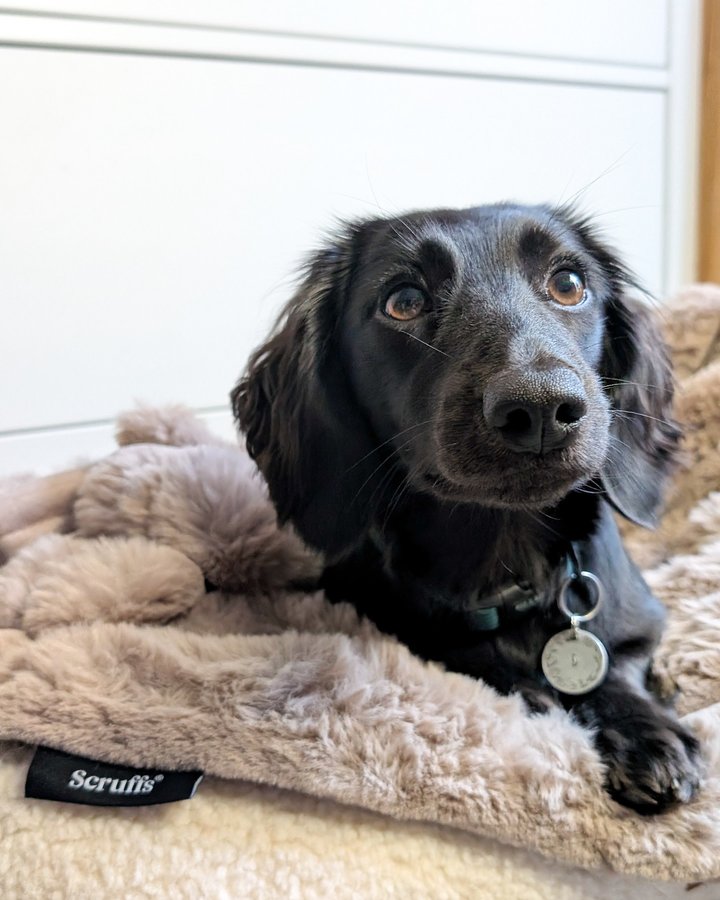 Instagram post by @dorathedax for Scruffs. Caption reads: dora loves her new cosy @petslovescruffs Aspen....