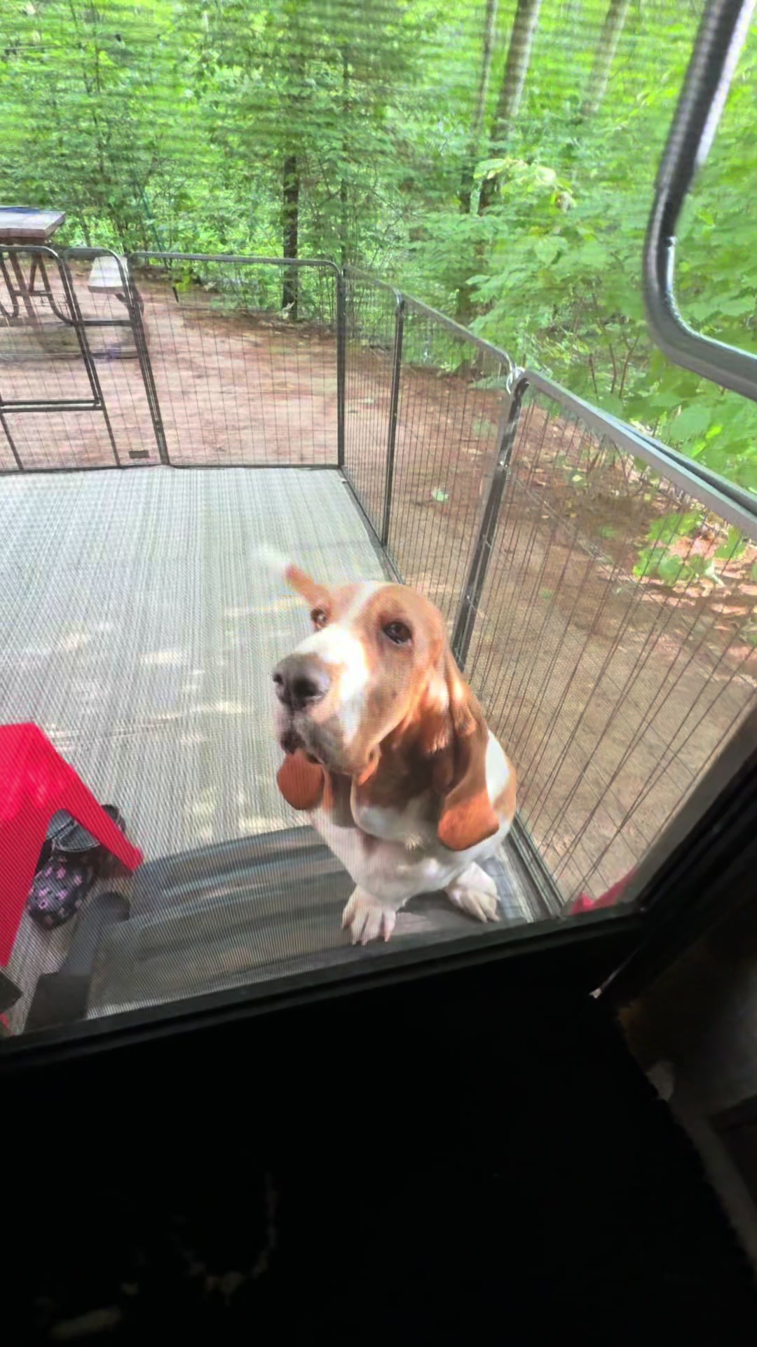 TikTok post by @gussythebasset_ for Open Farm Pet. Caption reads: [...] 🍳 Gussy is having @Open Farm Pet Digestive....