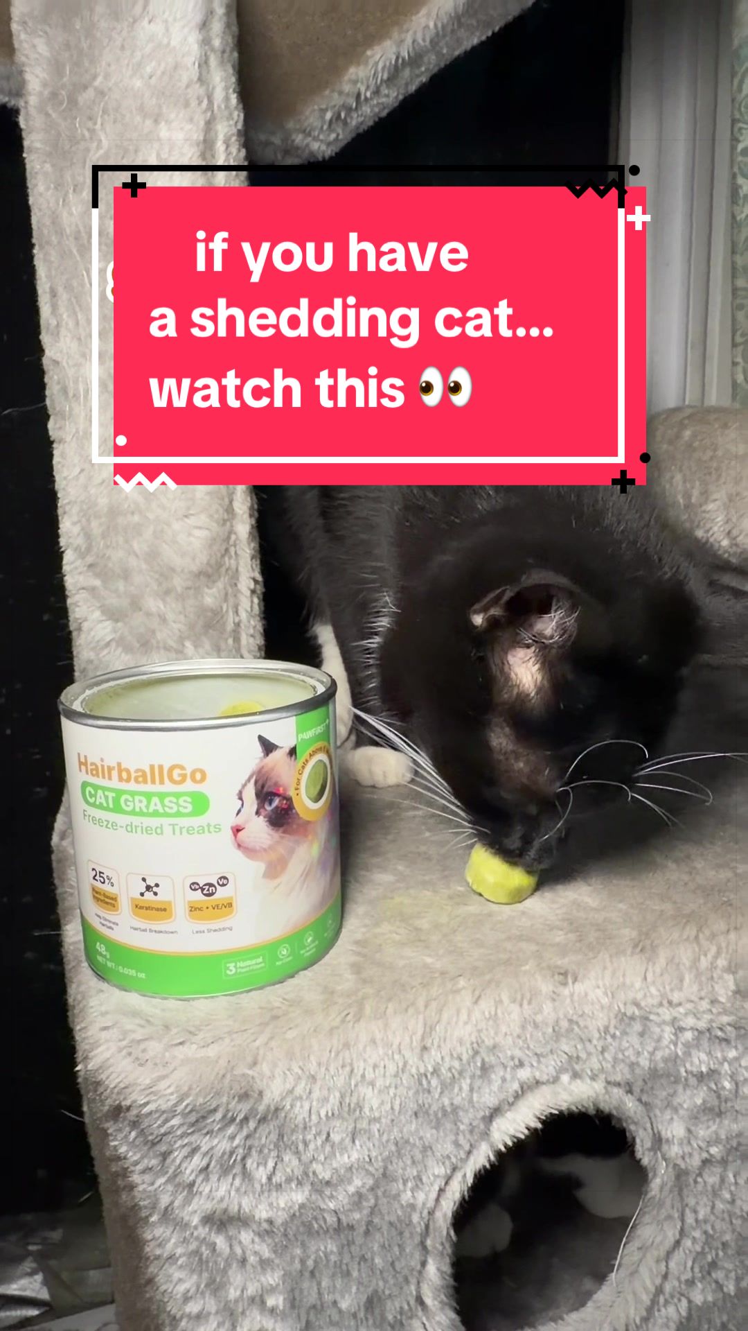 TikTok post by @meganz.2420 for Potaroma. Caption reads: [...] #catsoftiktok #catmom #cattreats #fyp....