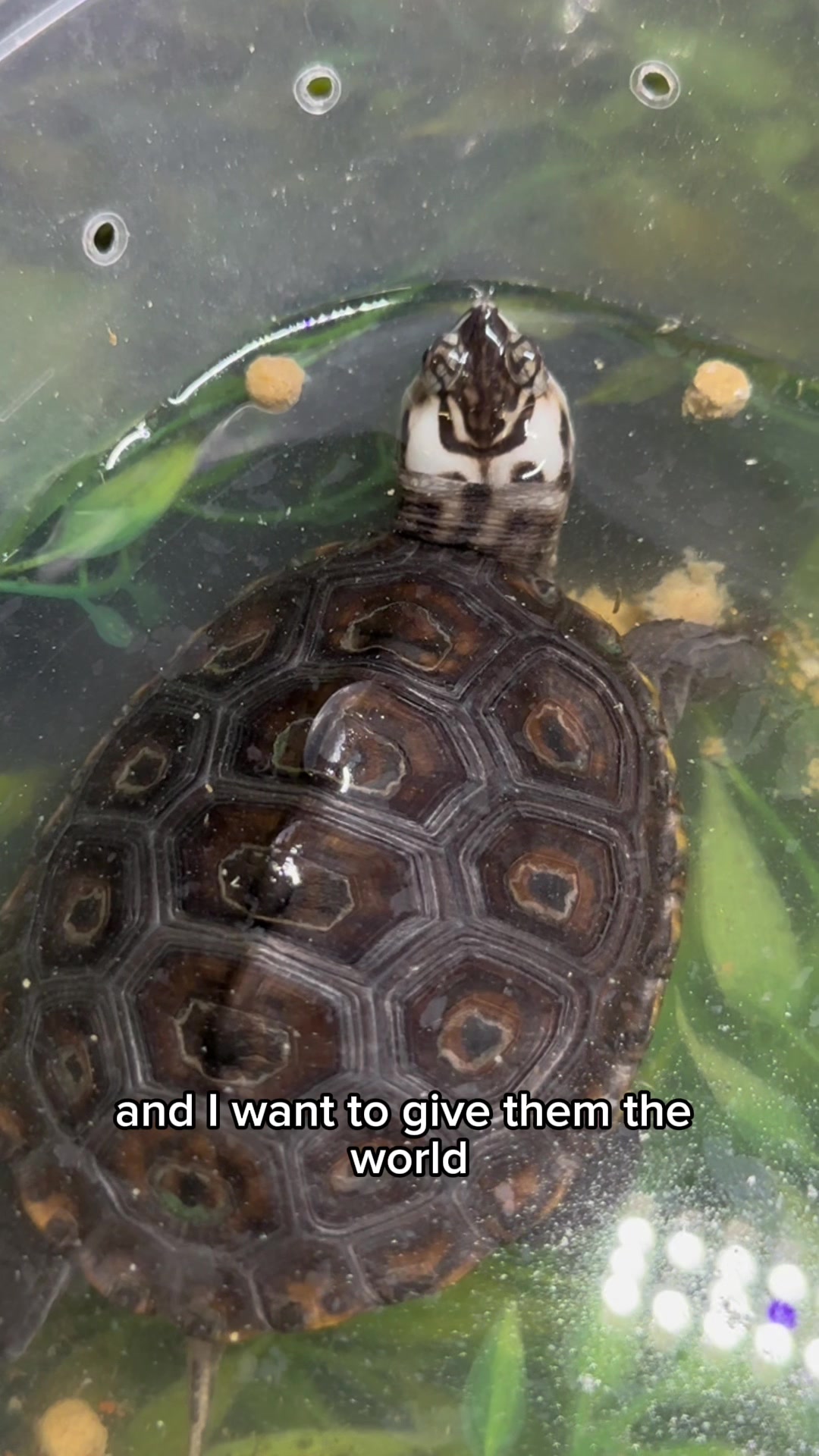 TikTok post by @dantheturtleman for ThermoPro. Caption reads: I AM HUNGRY 🗣️🔥🐢 @TempSpike by ThermoPro....