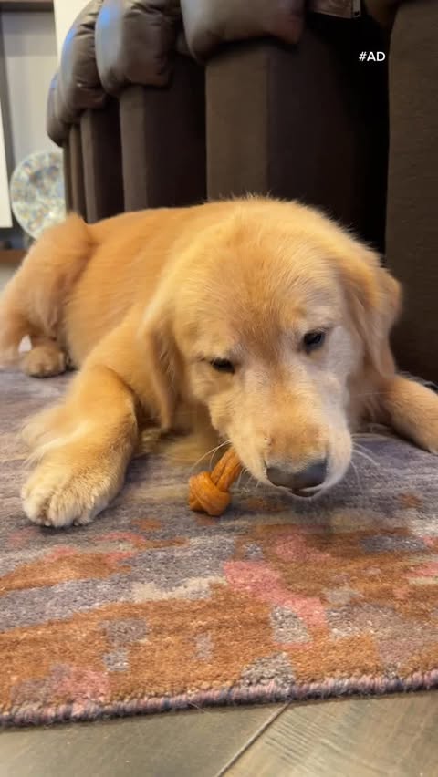 Instagram post by @san_diego_bruce for DreamBone Chews. Caption reads: [...] special that’s made just for him,....