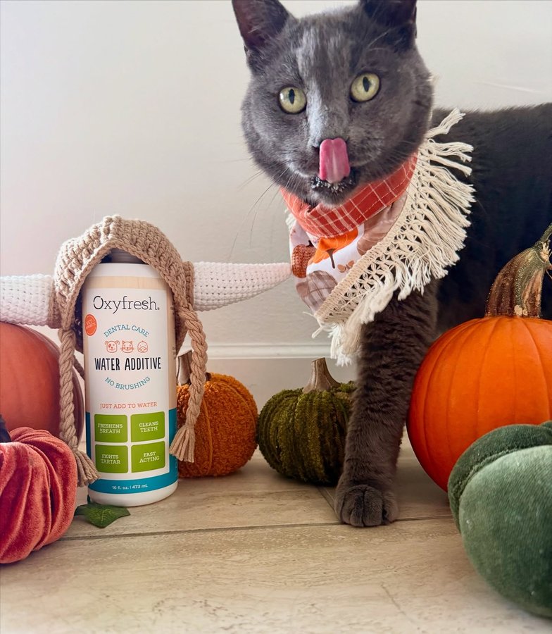 Instagram post by @odin_of_midgard for Oxyfresh. Caption reads: [...] found minty freshness—for beasts with....