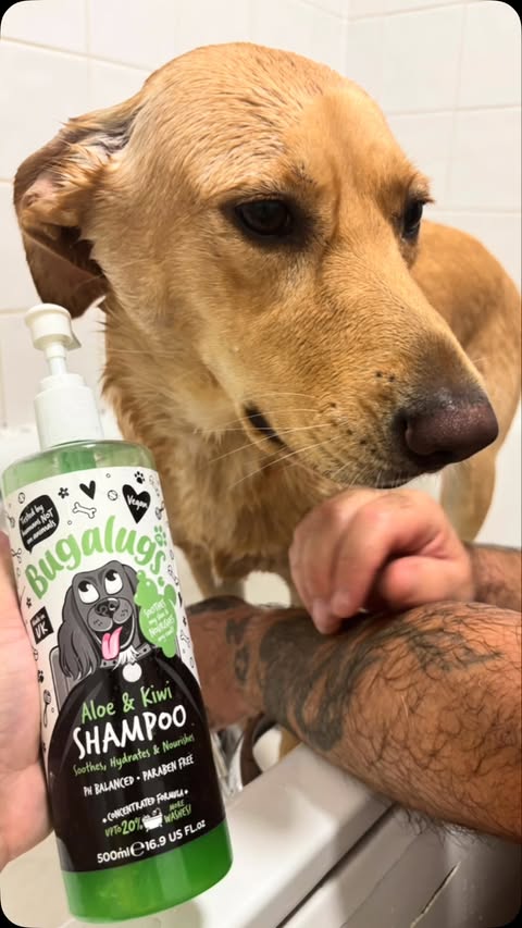 Instagram post by @paws.coco.xo_sandyandmama2_ for Bugalugs Pet Care. Caption reads: [...] round to uploading now. Using our....