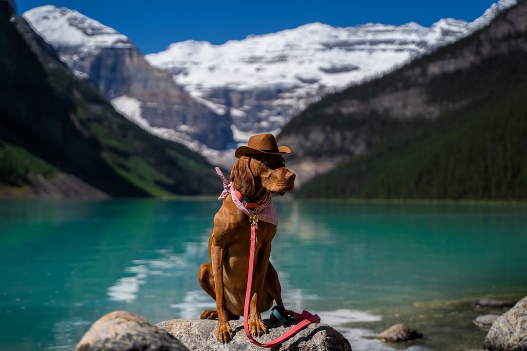 Instagram post by @milliethevizslacanada for Strange Tails. Caption reads: [...] days away? 🤠 Leash & Collar by....