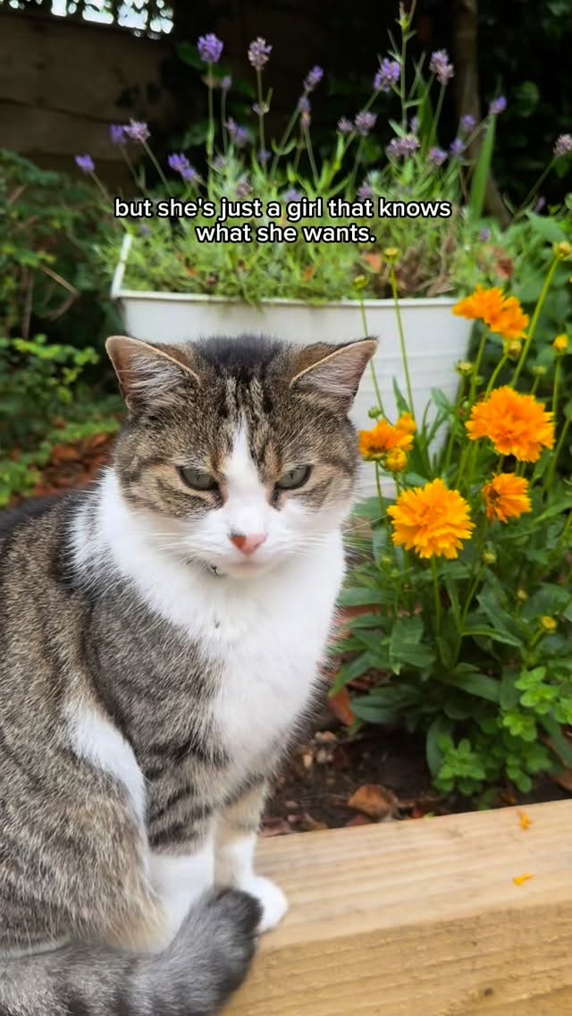 Instagram post by @stephanieecoxx_ for KatKin. Caption reads: Ad - Mila is like a different cat since being in....