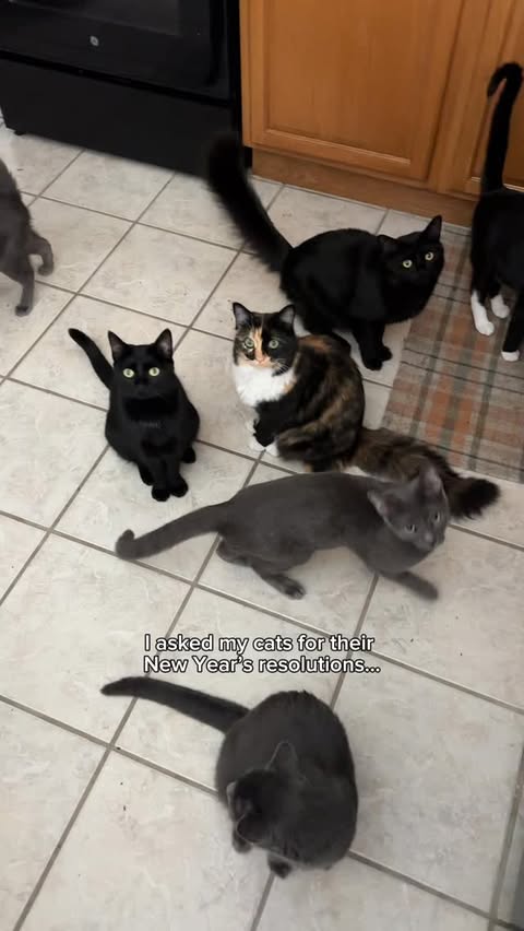 Instagram post by @herhouseofcats for Earthborn Holistic Pet Food. Caption reads: AD | One thing they all can agree on is eating....