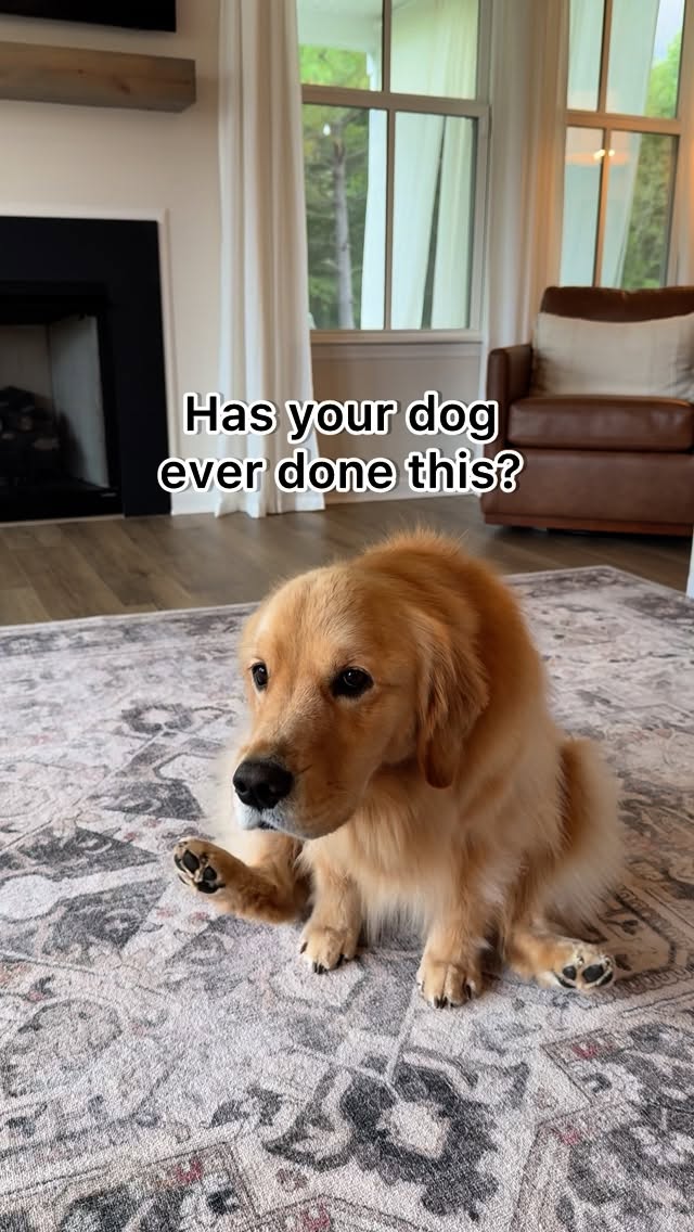 Instagram post by @pearl.the.golden.girl for Vetnique. Caption reads: Does your dog ever struggle with scooting or....