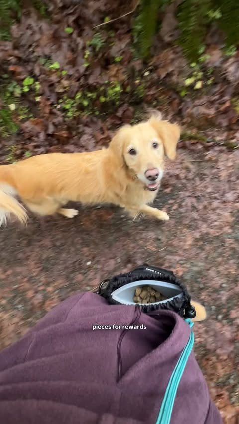 Instagram post by @gonegoldens for Earthborn Holistic Pet Food. Caption reads: #ad Off leash hike today with some recall work!....