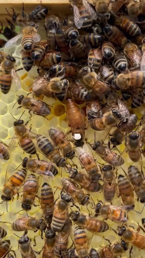 Instagram post by @texasbeeworks for Pela Case. Caption reads: [...] World Bee Day from me, the bees, and....