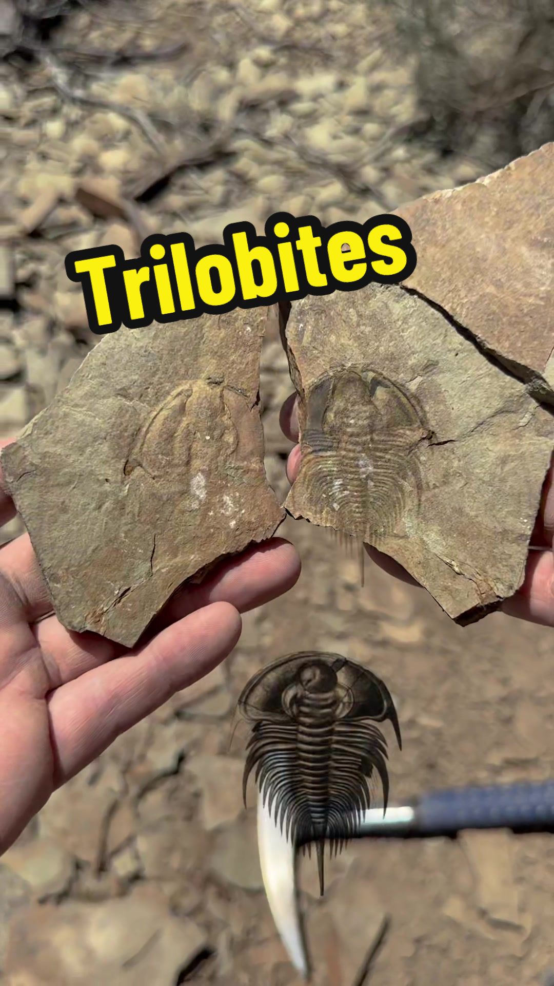 TikTok post by @duranosaur for Travel Nevada. Caption reads: @Travel Nevada and discover 500 million year old....