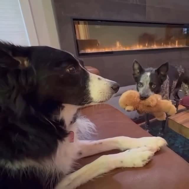 Instagram post by @maryannredmond for WeRateDogs. Caption reads: So Moses wants @weratedogs that he has viral game....