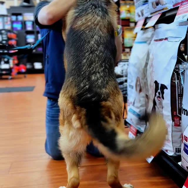 Instagram post by @jupi_thegsd for Pet Valu. Caption reads: [...] word?

We recently visited our local....