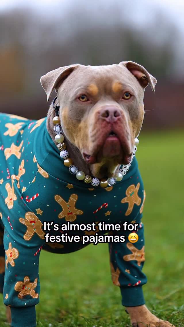 Instagram post by @justgunnerstunner for Spark Paws. Caption reads: It’s almost time 🤫 be quick gingerbread man....