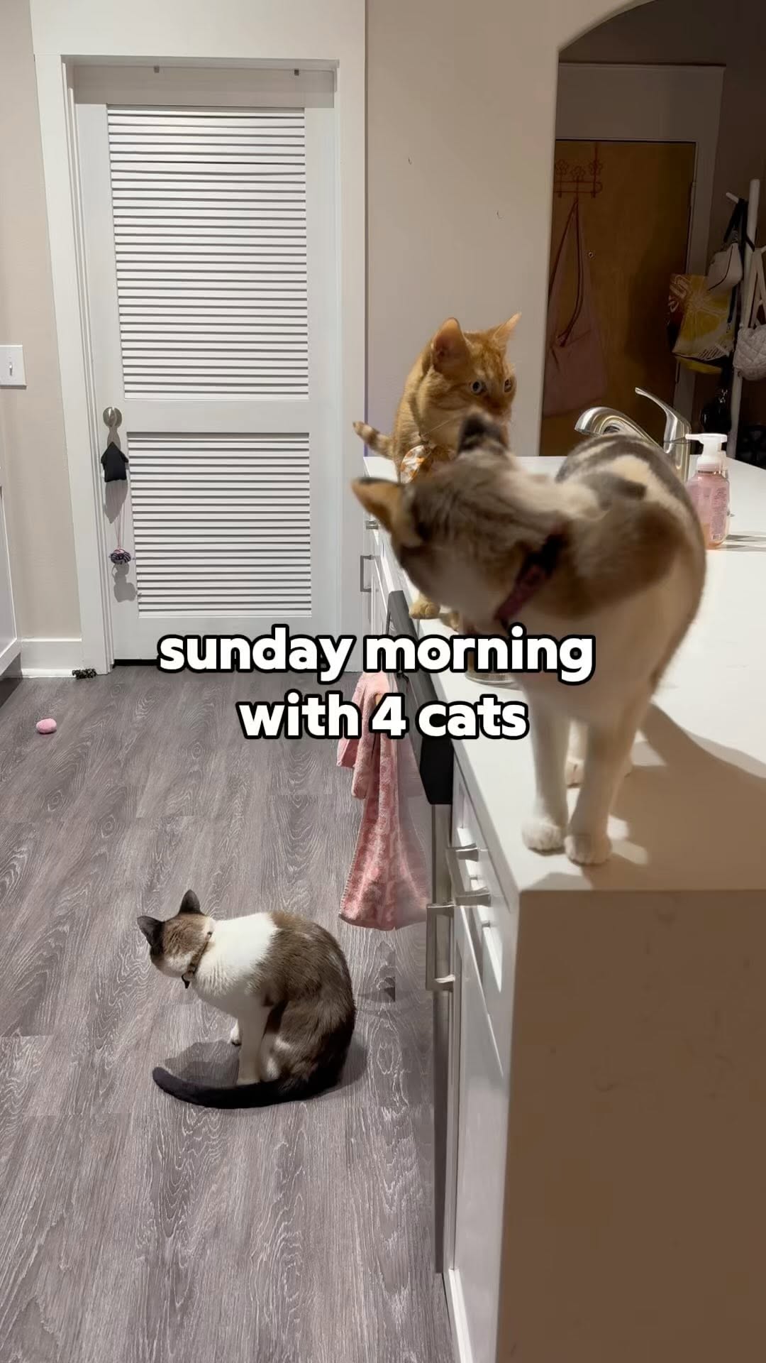 Instagram post by @peachandpumpky for Petlibro. Caption reads: #ad link in bio to enjoy Petlibro’s biggest....