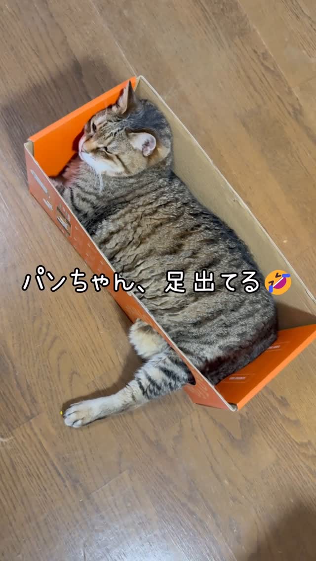 Instagram post by @soramameco2 for 7sgood. Caption reads: ＼留守番中🐾今なにしてる？📱／
猫用スマート見守りロボット【O....