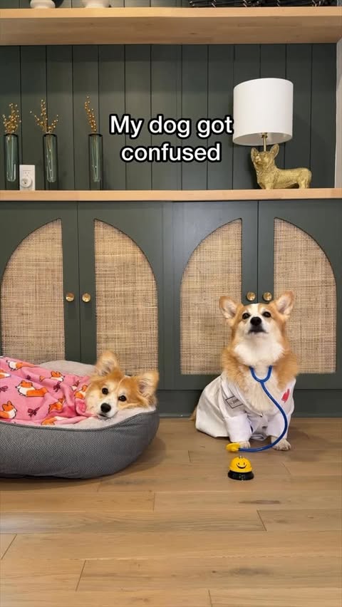 Instagram post by @hammyandolivia for Chewy. Caption reads: He tends to jump to his own conclusions....