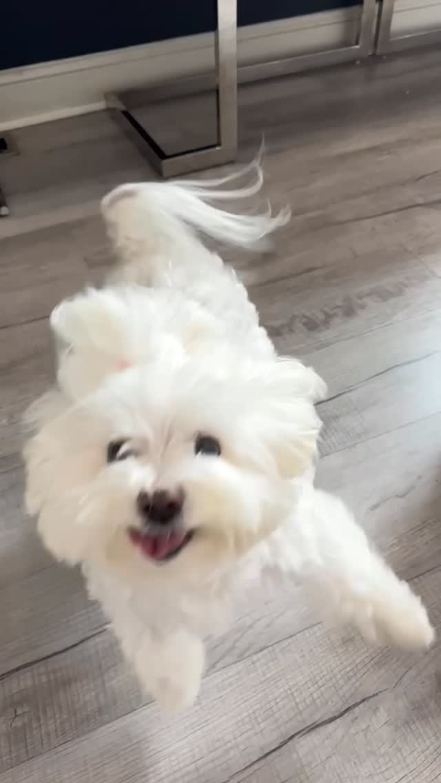 Instagram post by @sailorandsalty for Greenies. Caption reads: [...] & Salty have spotted treasure… and it’s....