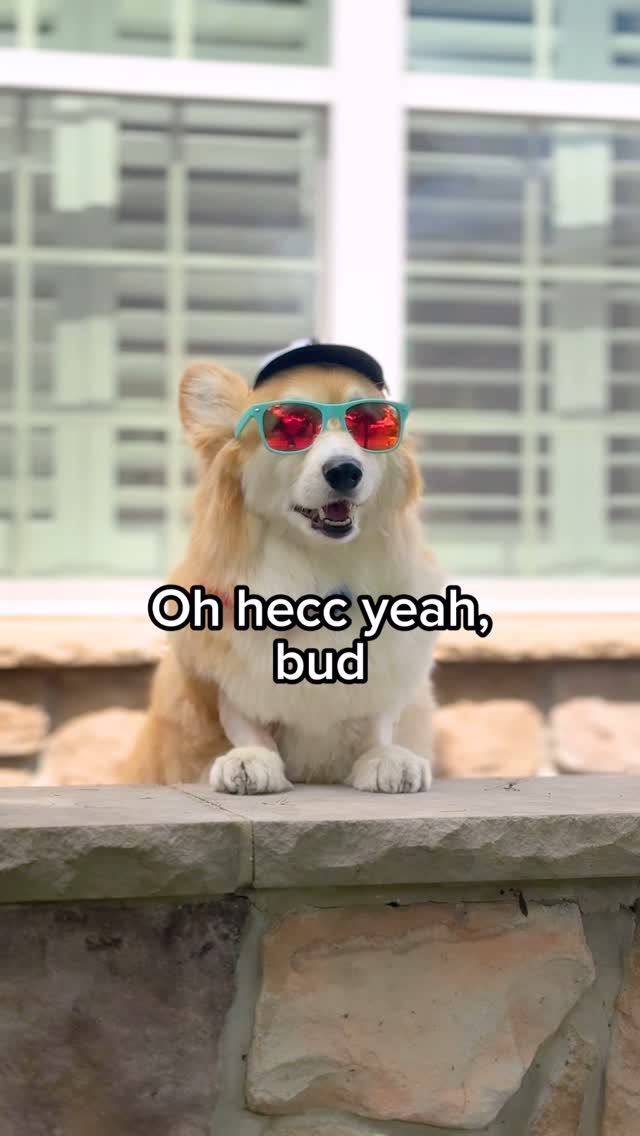 Instagram post by @madmax_fluffyroad for Funsicle. Caption reads: [...] own...

#dogsofinstagram #summer #pool....