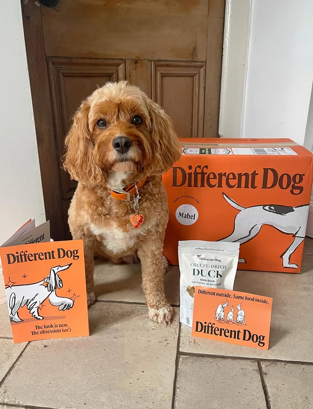 Instagram post by @doodling_with_mabel for Different Dog. Caption reads: [...] obsession isn’t 🧡🧡 The packaging....