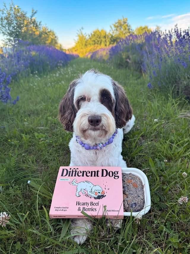 Instagram post by @poppy_n_basil for Different Dog. Caption reads: [...] fields we took one of our favourite....
