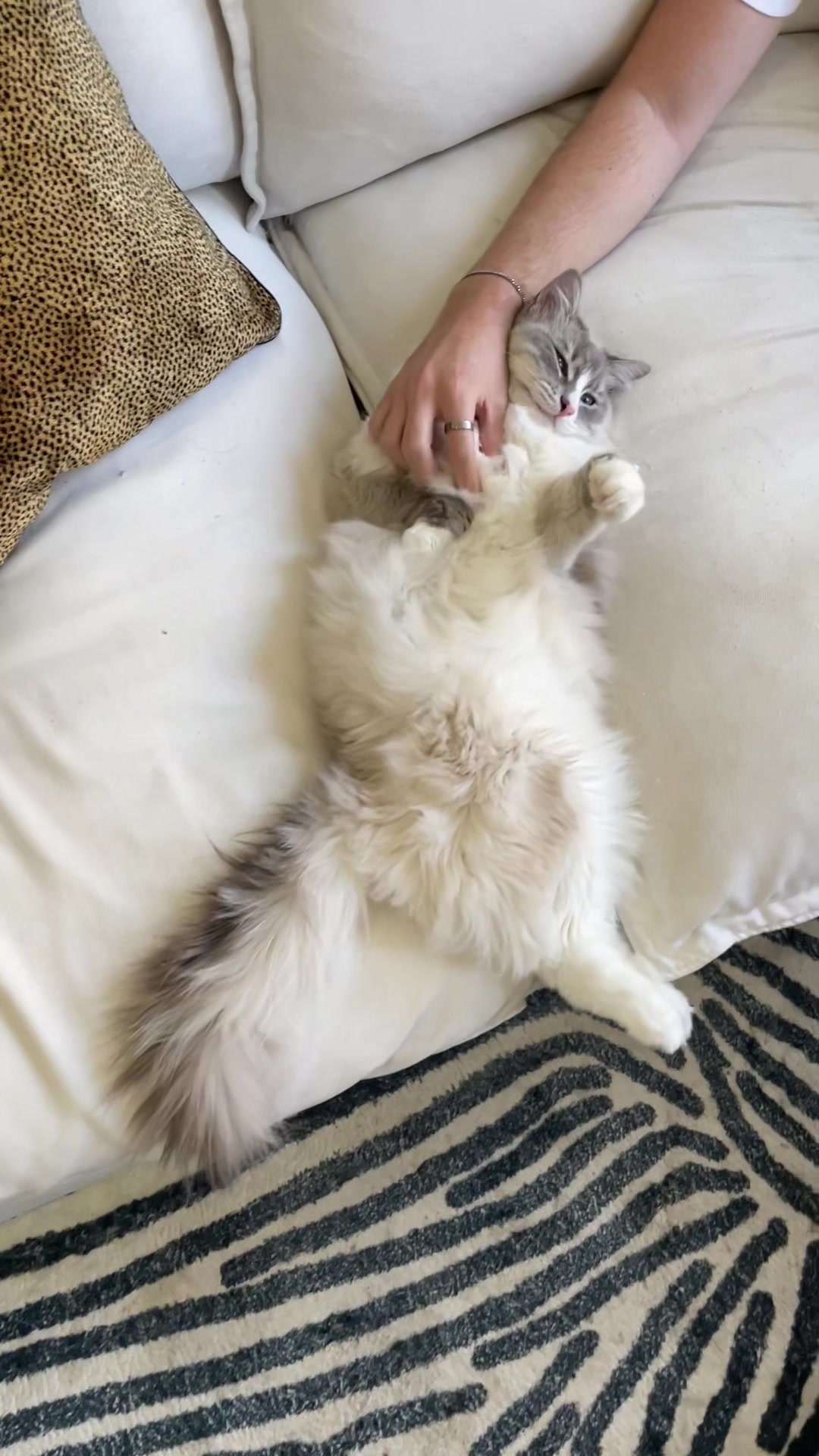TikTok post by @alissa_moulster for PrettyLitter. Caption reads: @PrettyLitter #ad helps me keep them physically....