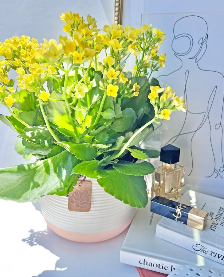 Instagram post by @lady_aleksa for Costa Farms. Caption reads: I’m obsessed with having plants in my home! While....