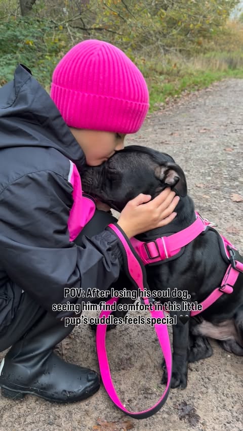 Instagram post by @bluestaffyboulder for BullyBillows. Caption reads: [...] every day 💘

Harness & Lead: @bullybillows....