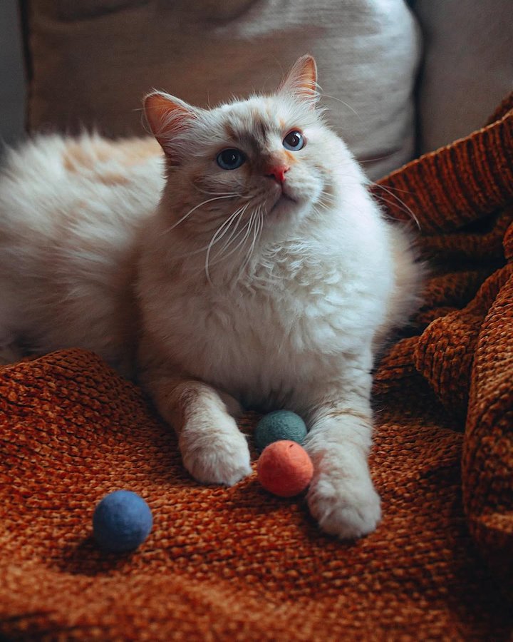 Instagram post by @call.me.cliff for LucyBalu. Caption reads: Happy NYE 🥂 Cliff is going to play while I’ll be....