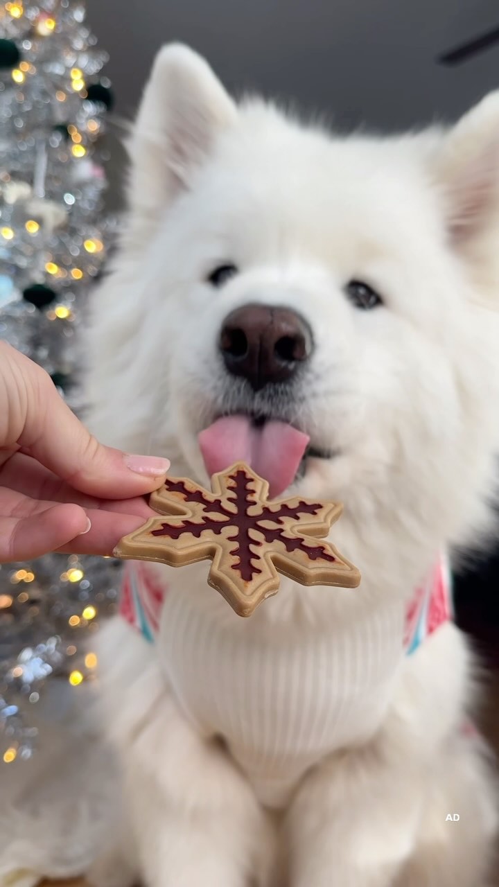 Instagram post by @carlthesammy for DreamBone Chews. Caption reads: #sponsored Thanks for sending the BEST pawliday....