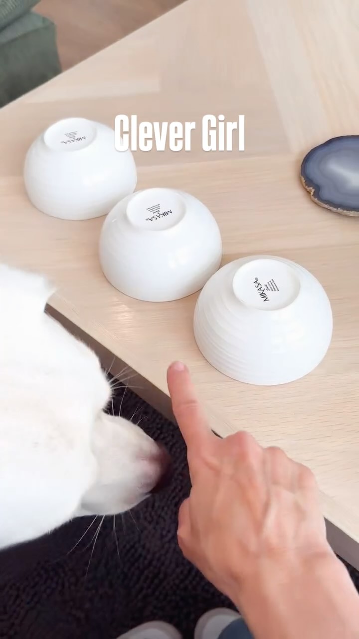 Instagram post by @a.very.cali.life for Farm to Pet. Caption reads: [...] #labsky #doglifeisgood #doggames #farmtopet....