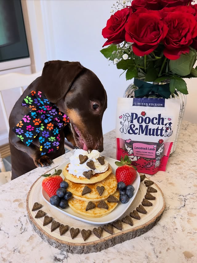 Instagram post by @frankie_dachshund03 for Pooch and Mutt. Caption reads: [...] off with LOVESTRUCK LAMB treats from....