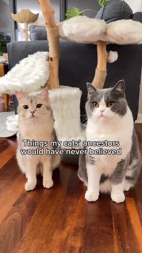 Instagram post by @louieandtodd for Homerunpet. Caption reads: I often wish they could speak to tell us what they....