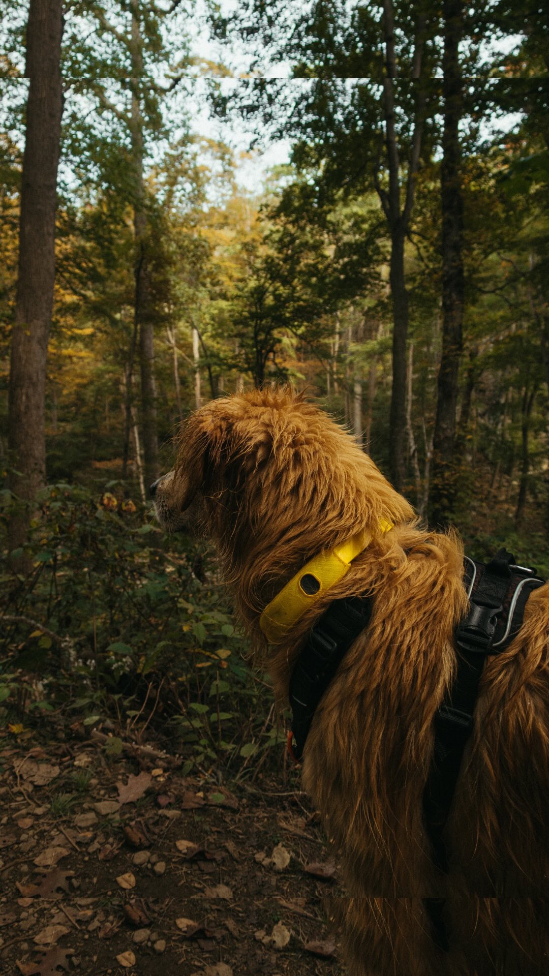 Instagram post by @odinthepnwgolden for Halo Collar. Caption reads: [...] dreams starts now 🍂🥾 — and....