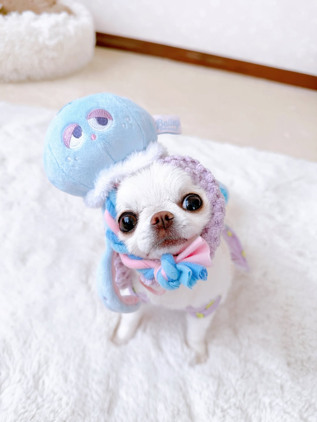 Instagram post by @kayoboon for Doggy Box. Caption reads: 🪼

くらげさんに巻き付かれる
おかゆちゃん♡

@doggybox_jp....