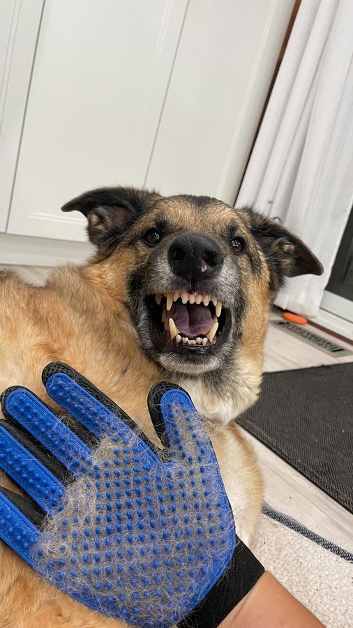 Instagram post by @djangosmiles for Delomo. Caption reads: Self Care Night with our @delomopet gloves! Use....