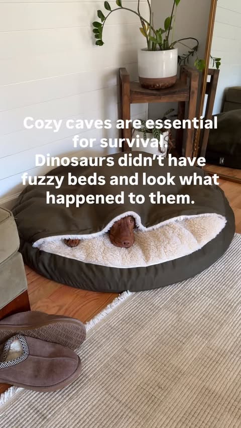 Instagram post by @lifewith.remy for Snoozer Pet Products. Caption reads: ad // i mean it’s true??? @snoozerpets cozy cave....