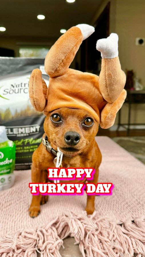 Instagram post by @danastargazertruitt for NutriSource Pet Foods. Caption reads: All right turkeys, Piper and I have great pup bowl....