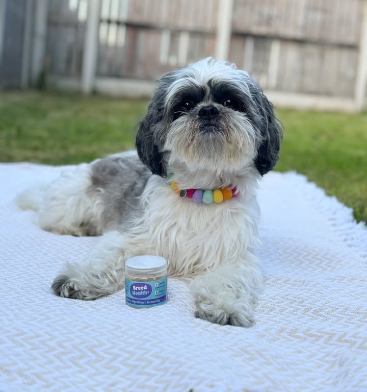 Instagram post by @nevil_the_shihtzu for More Years. Caption reads: Staying healthy with @yearsuk 🩵 What I really....