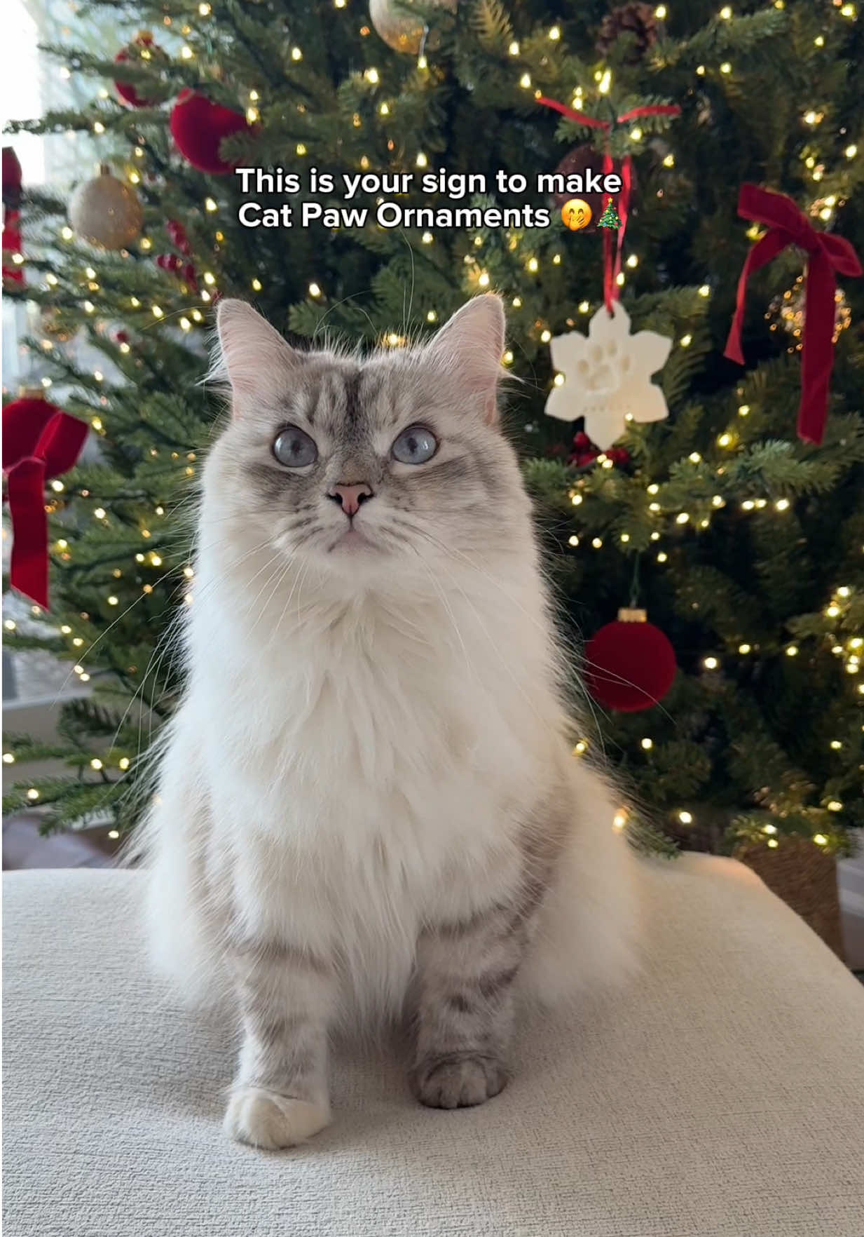 TikTok post by @freyathesiberian for Wellness Pet Food. Caption reads: [...] her favorite meal as a reward 😹 - @Wellness....