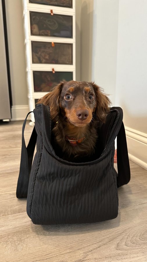 Instagram post by @minidoxbenny for Lambwolf. Caption reads: Traveling in style with the new @lambwolf.co city....