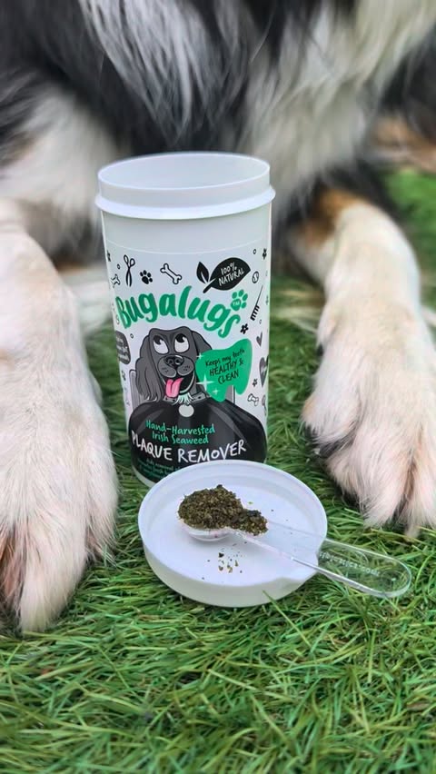 Instagram post by @chester.the.collie2021 for Bugalugs Pet Care. Caption reads: [...] our transformation journey with....