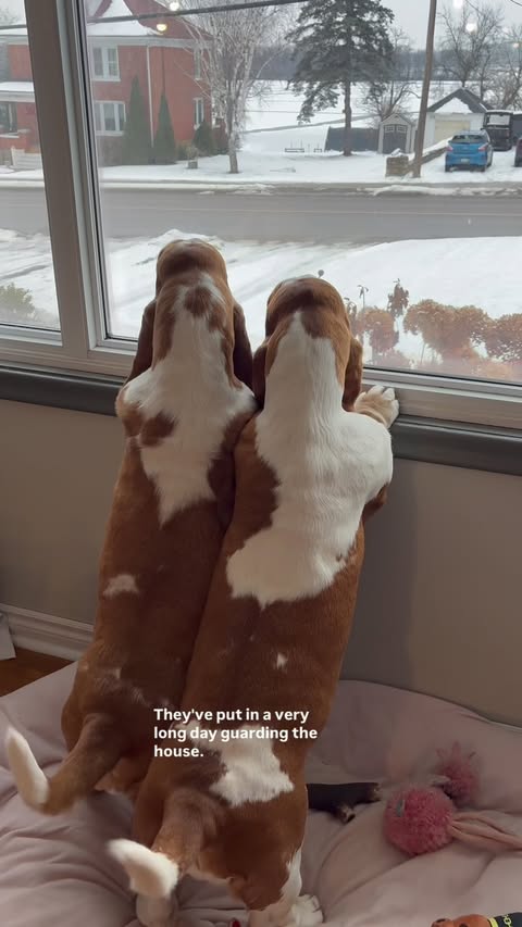 Instagram post by @chuck_thebasset for Open Farm Pet. Caption reads: Our security guards would 100% let a burglar in if....