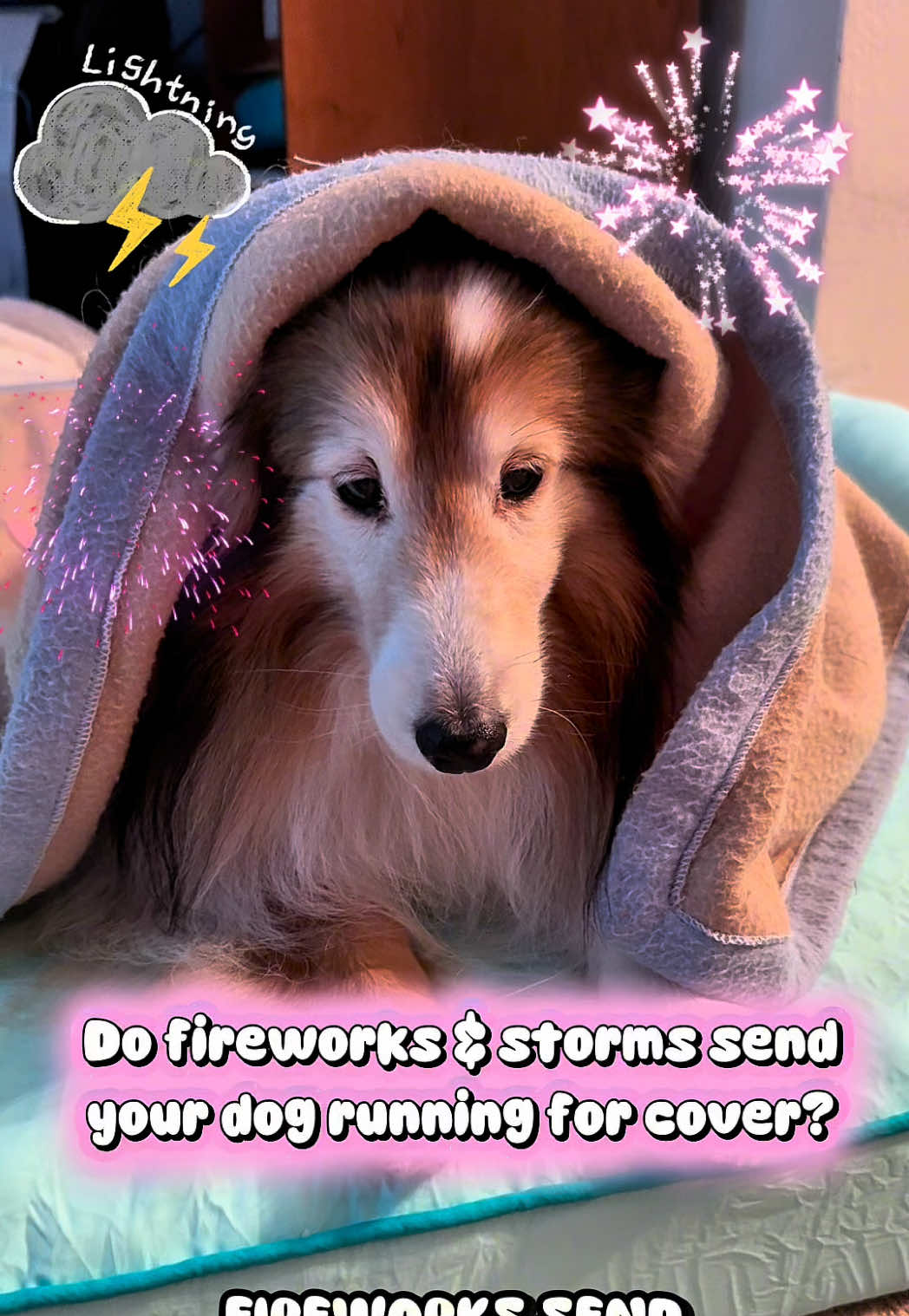 TikTok post by @dshelties for Native Pet. Caption reads: [...] your dog running for cover? @Native Pet Calm....