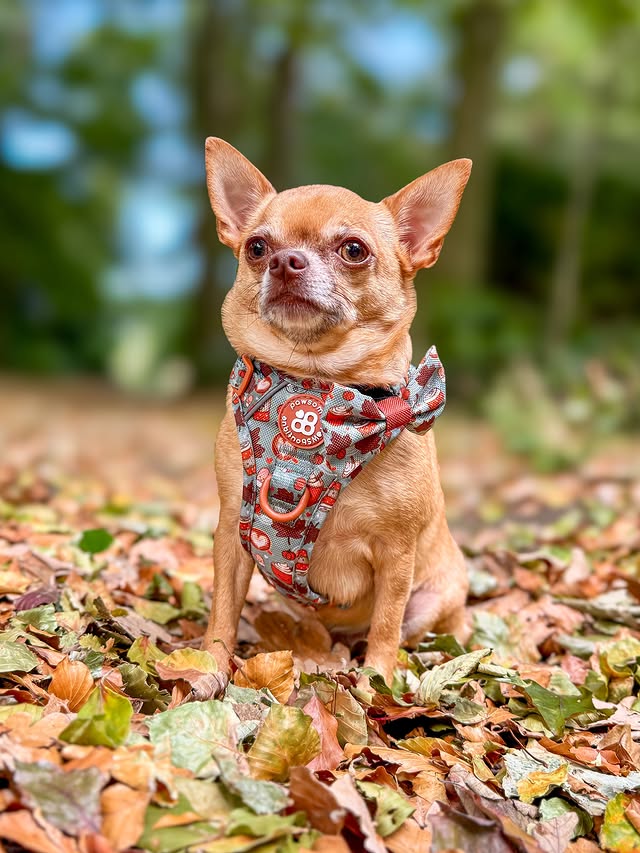 Instagram post by @thechihuahua_squad for Pawsome Paws Boutique. Caption reads: [...] Minnie wearing 🎃Pumpkin Spice🍂....
