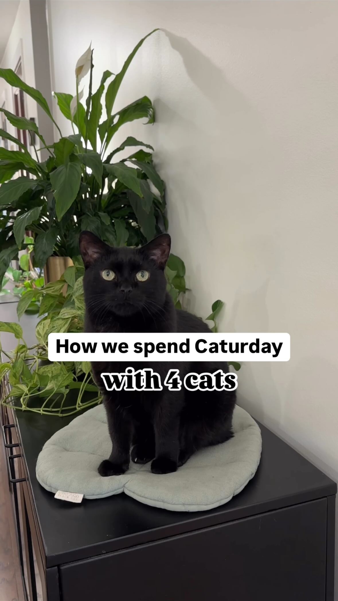Instagram post by @chicagoblackcat for The Dog Agency. Caption reads: Whether your cat has short hair, long hair or a....