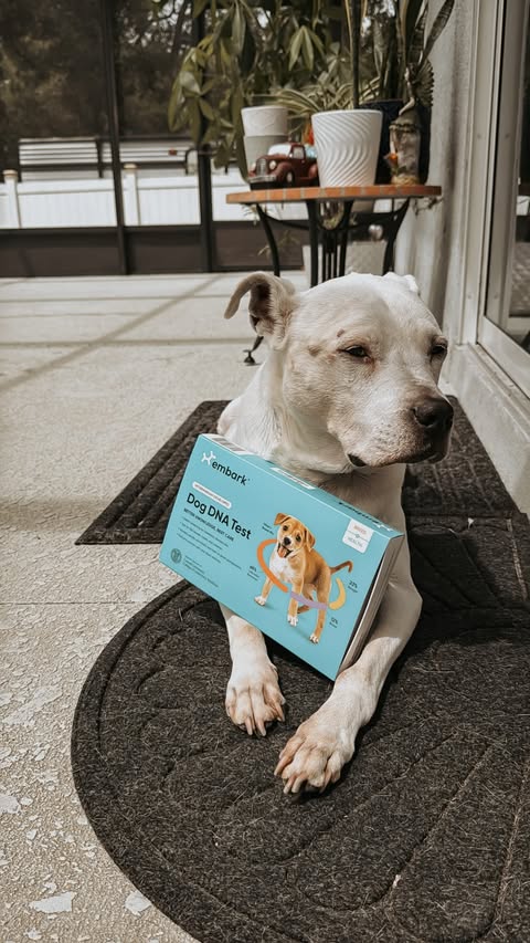 Instagram post by @rescuednrowdy for Embark. Caption reads: [...] ever put into words. Testing her with....